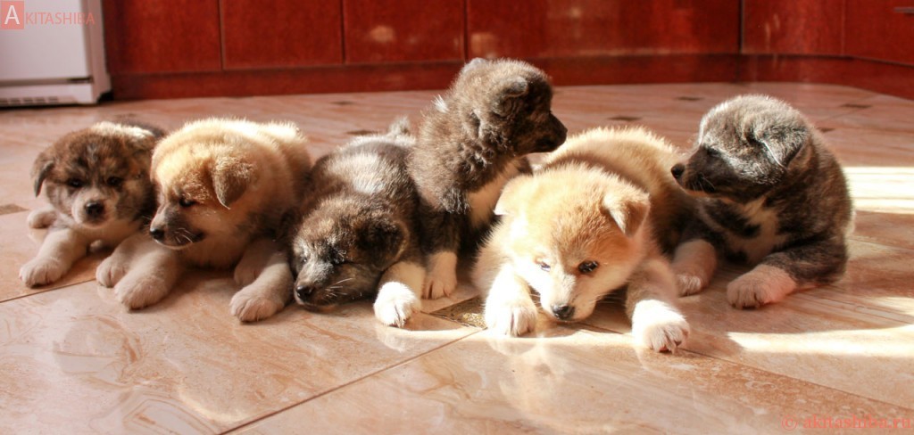 05.09.2015 Родились щенки Акита-Ину от пары GEN GO MIYAGI TAKATORISOU и ИЦУМИ ГАЙ Я-Я