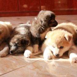 05.09.2015 Родились щенки Акита-Ину от пары GEN GO MIYAGI TAKATORISOU и ИЦУМИ ГАЙ Я-Я