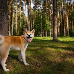 Акита Ину "Митсу"