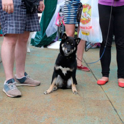 Шиба Ину "Кацуми"