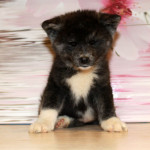 Девочка 3 Акита Ину от 05.09.2105