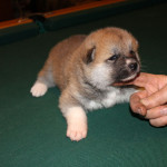 Девочка 1 от 03.11.15