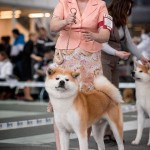 Тerumasa Go Akita Suzuki