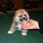 Девочка 3 Акита Ину от 03.11.2015