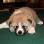 Девочка 2 Акита Ину от 03.11.2015