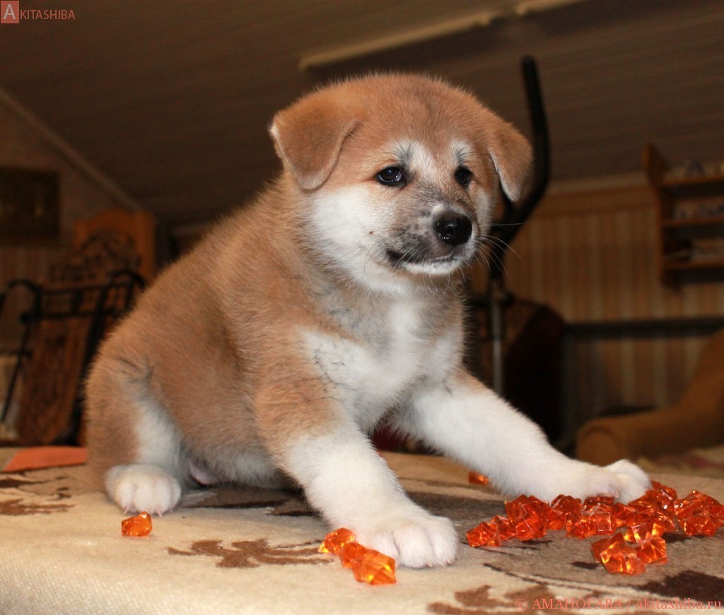Девочка 1 Акита Ину от 03.11.2015