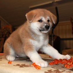 Девочка 1 Акита Ину от 03.11.2015