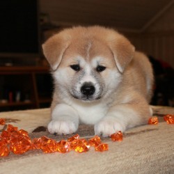 Девочка 2 Акита Ину от 03.11.2015