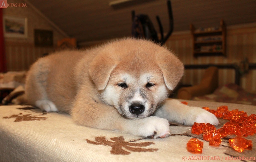 Девочка 3 Акита Ину от 03.11.2015