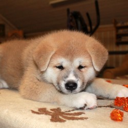 Девочка 3 Акита Ину от 03.11.2015