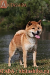 MOMOTAROU GO SHUN'YOU KENSHA