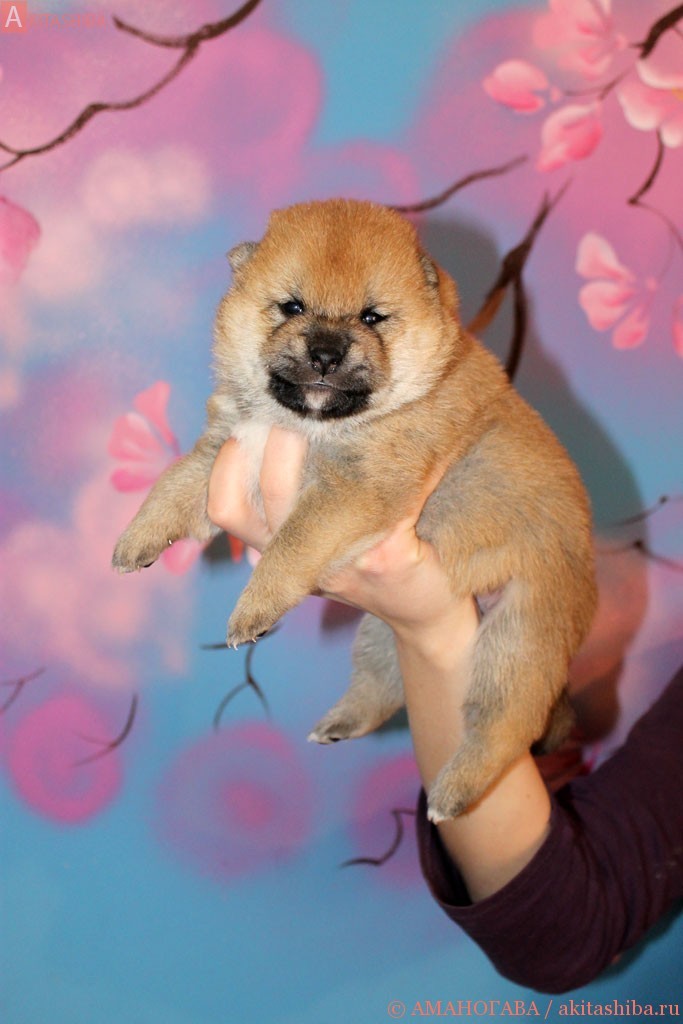 Мальчик 1 шиба