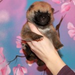 Мальчик 2 шиба