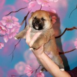 Девочка 1 шиба