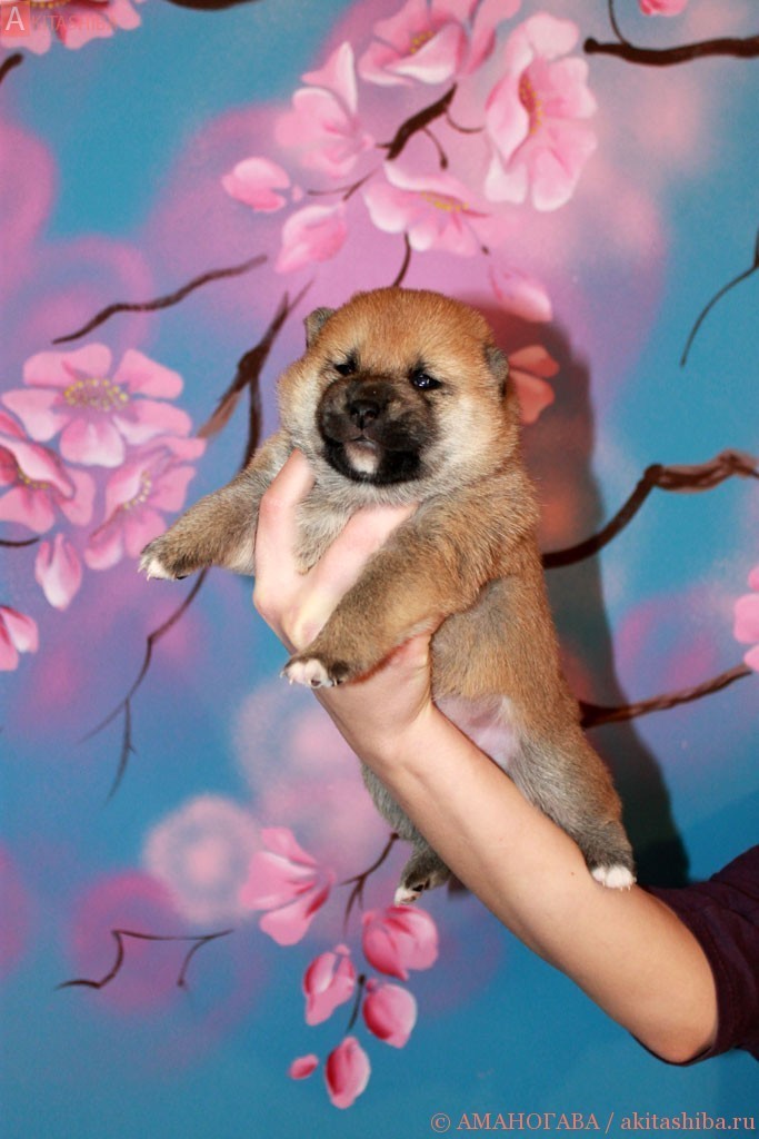 Девочка 1 шиба