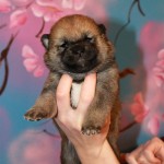 Девочка 2 шиба