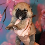 Девочка 3 шиба