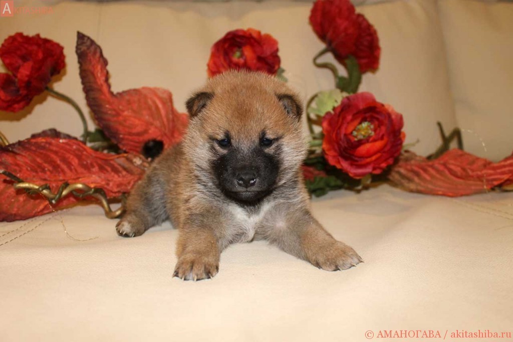 Мальчик 2 шиба 090116