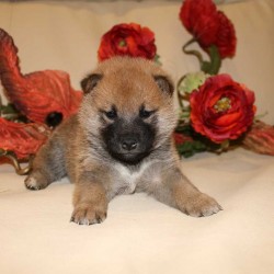 Мальчик 2 шиба 090116