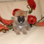 Девочка 2 шиба 010916