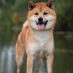 MOMOTAROU GO SHUN’YOU KENSHA