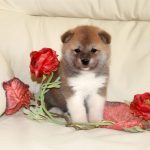 АМАНОГАВА ГАМАМАРУ