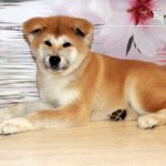 Щенок Акита Ину от 04.07.16