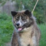 Aiken Sagarime Amadare