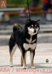 Демишстар гоёук-киё