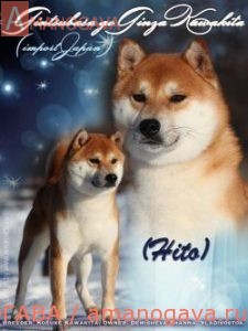 GINTSUBASA GO GINZA KAWAKITA