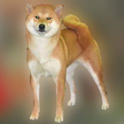 Такарамоно Чамингу Ноко