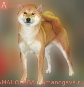 Такарамоно Чамингу Ноко