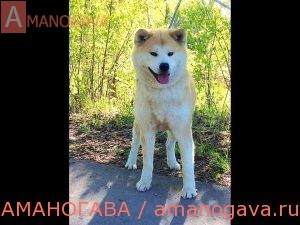 Айкэн Сагаримэ Банкара Тайпу