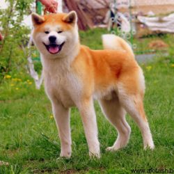 GEN GO MIYAGI TAKATORISOU