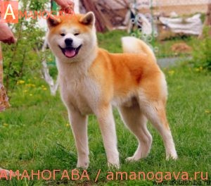 GEN GO MIYAGI TAKATORISOU