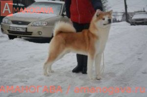 Yuutoutakara Go Hidden Cascade