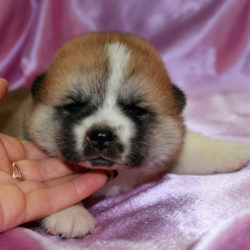 Щенок Акита Ину от 29.01.2017