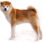 Shiki Go Ise Shimada