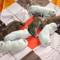 Новый помет Акита Ину от 16.04.2017