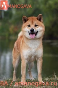 MOMOTAROU GO SHUN’YOU KENSHA