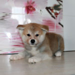 Девочка 1 Акита Ину от 16.04.2017