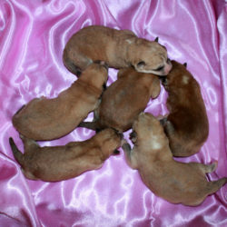 Помет Акита Ину от 10.07.2017