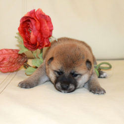 Девочка 1 Шиба Ину от 17.06.2017