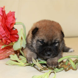 Мальчик 1 Шиба Ину от 17.06.2017