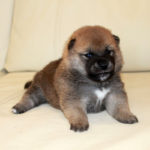 Мальчик 2 Шиба Ину от 17.06.2017