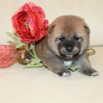 Мальчик 3 Шиба Ину от 17.06.2017