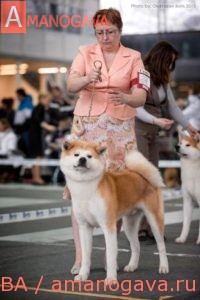 Terumasa Go Akita Suzuki