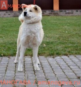 Aiken Sagarime Sashi