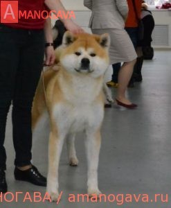 Aiken Sagarime Oribe