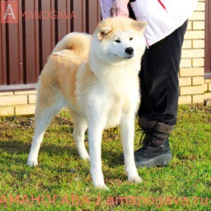 АМАНОГАВА ЖАЯННА